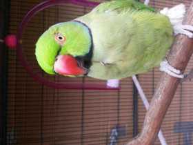 Lost Indian Ringneck Parakeet