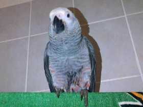 Lost African Grey