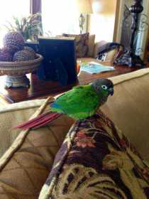 Lost Conure