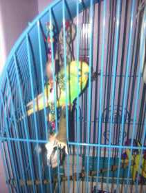 Lost Parakeet