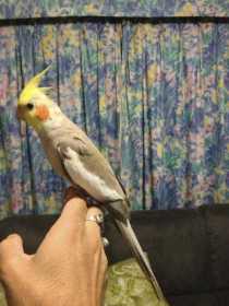 Lost Cockatiel