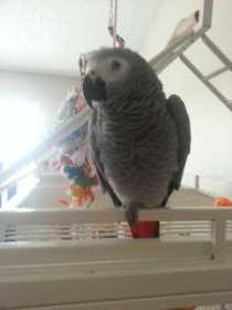 Lost African Grey