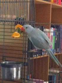 Lost Indian Ringneck Parakeet