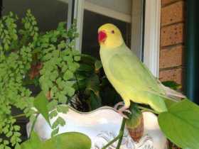 Lost Indian Ringneck Parakeet