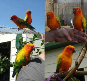 Lost Conure