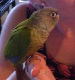 Lost Conure