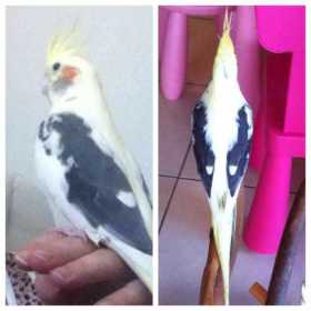 Lost Cockatiel