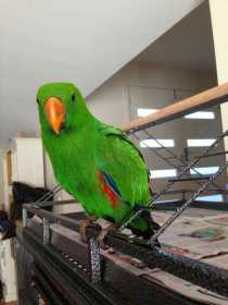 Lost Eclectus