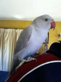 Lost Indian Ringneck Parakeet