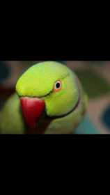 Lost Indian Ringneck Parakeet