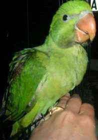 Lost Alexandrine