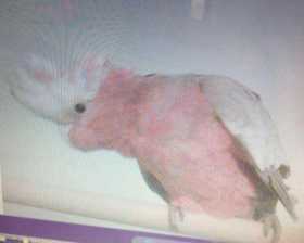 Lost Galah Cockatoo