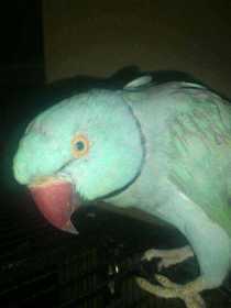 Lost Indian Ringneck Parakeet