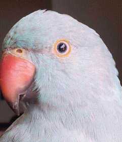 Lost Indian Ringneck Parakeet