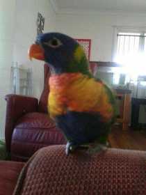 Lost Lory / Lorikeet