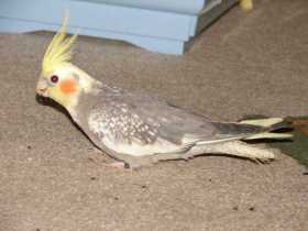 Lost Cockatiel