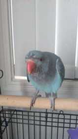 Lost Indian Ringneck Parakeet