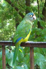 Lost Conure