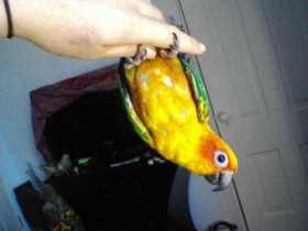 Lost Conure