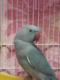 Lost Indian Ringneck Parakeet