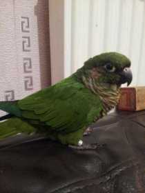 Lost Conure