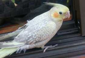 Lost Cockatiel