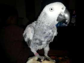 Lost African Grey