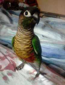 Lost Conure