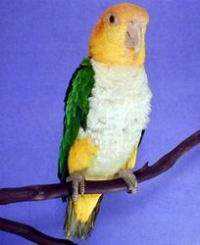 Lost Caique