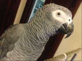 Lost African Grey