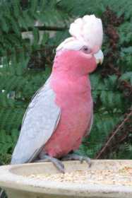 Lost Galah Cockatoo