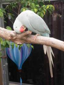 Lost Indian Ringneck Parakeet