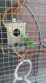 Lost Alexandrine