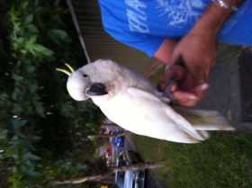 Lost Cockatoo