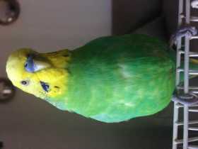 Lost Budgerigar