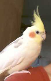 Lost Cockatiel