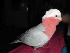 Lost Galah Cockatoo