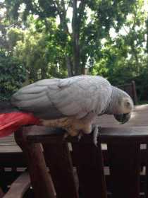 Lost African Grey