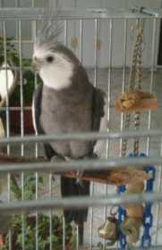 Lost Cockatiel