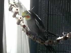 Lost Cockatiel