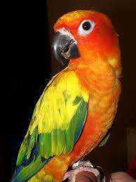 Lost Conure