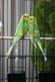 Lost Budgerigar