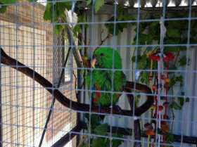 Lost Eclectus