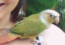 Lost Conure