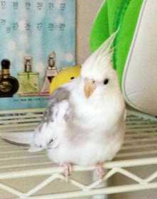 Lost Cockatiel