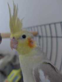 Lost Cockatiel