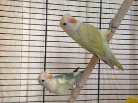 Lost Lovebird
