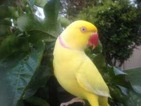 Lost Indian Ringneck Parakeet