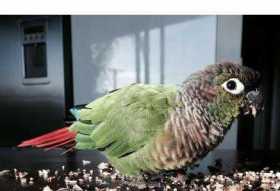 Lost Conure