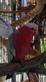 Lost Galah Cockatoo